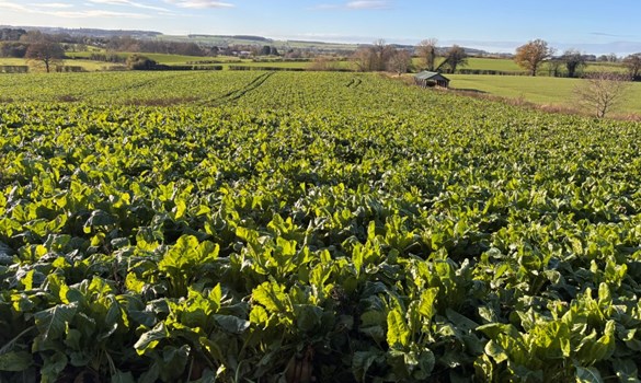 Field of cover crops